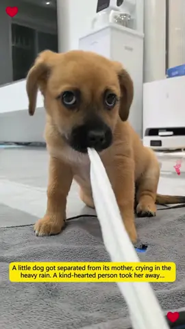 A little dog got separated from its mother, crying in the heavy rain. A kind-hearted person took her away…#rescue #animals #puppy #dog #pet #childlove #fyp #america #Love #foryoupage 