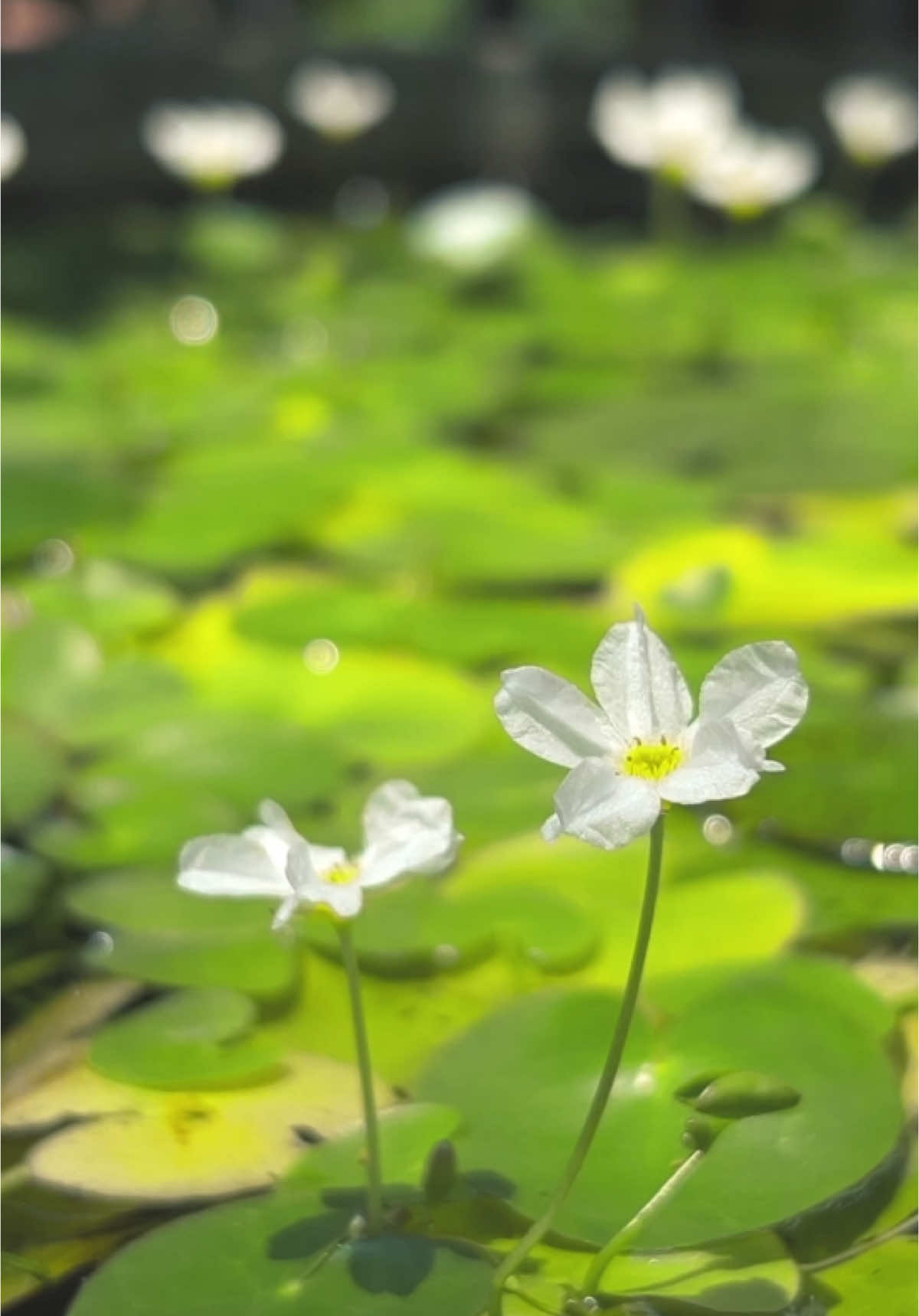 Background වීඩියෝ හොයන ඔයාට…🫵🏻 ☺🩷  For admins 😌😍 #trending #foryou #fyp #backgroundvideo #sinhalaquotes #qoutes #status #video #viraltiktok #statusvideo #trendyyy #srilankan_tik_tok🇱🇰 #fyppppppppppppppppppppppp #onemillionaudition #nature #goviral 