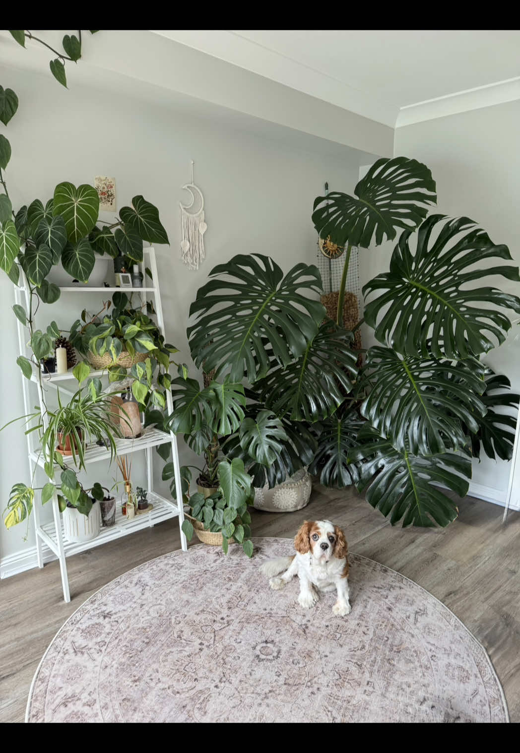 So in love with my indoor jungle 🪴 #fyp #PlantTok #planttiktok #plantmom #houseplants #plant #plantcare #plantlover #indoorplants #monstera #indoorjungle 