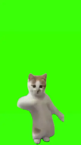 #greenscreenvideo  cat dancing 