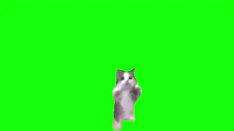 #greenscreenvideo happy happy cat