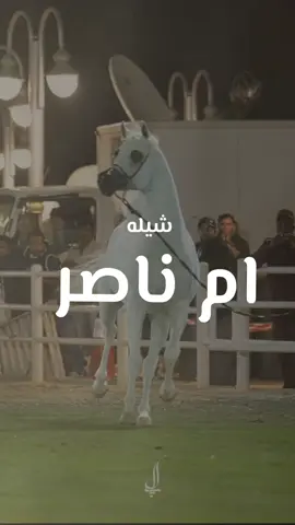 شيلة باسم ام ناصر 2025 شيله مدح ام ناصر اداء ماجد الرحيمي #شيلة_باسم_ام_ناصر #شيلة_مدح_ام_ناصر 