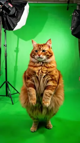 THE HOT STAMPPER #viral_video #trendingvideo #foryourpages #funnymoments😂 #memestiktok #live #bosh #cutenessoverloaded #dancing_time #Ai #animalsoftiktok #mrxofficial #catsoftiktok #kittycats #fypシ゚