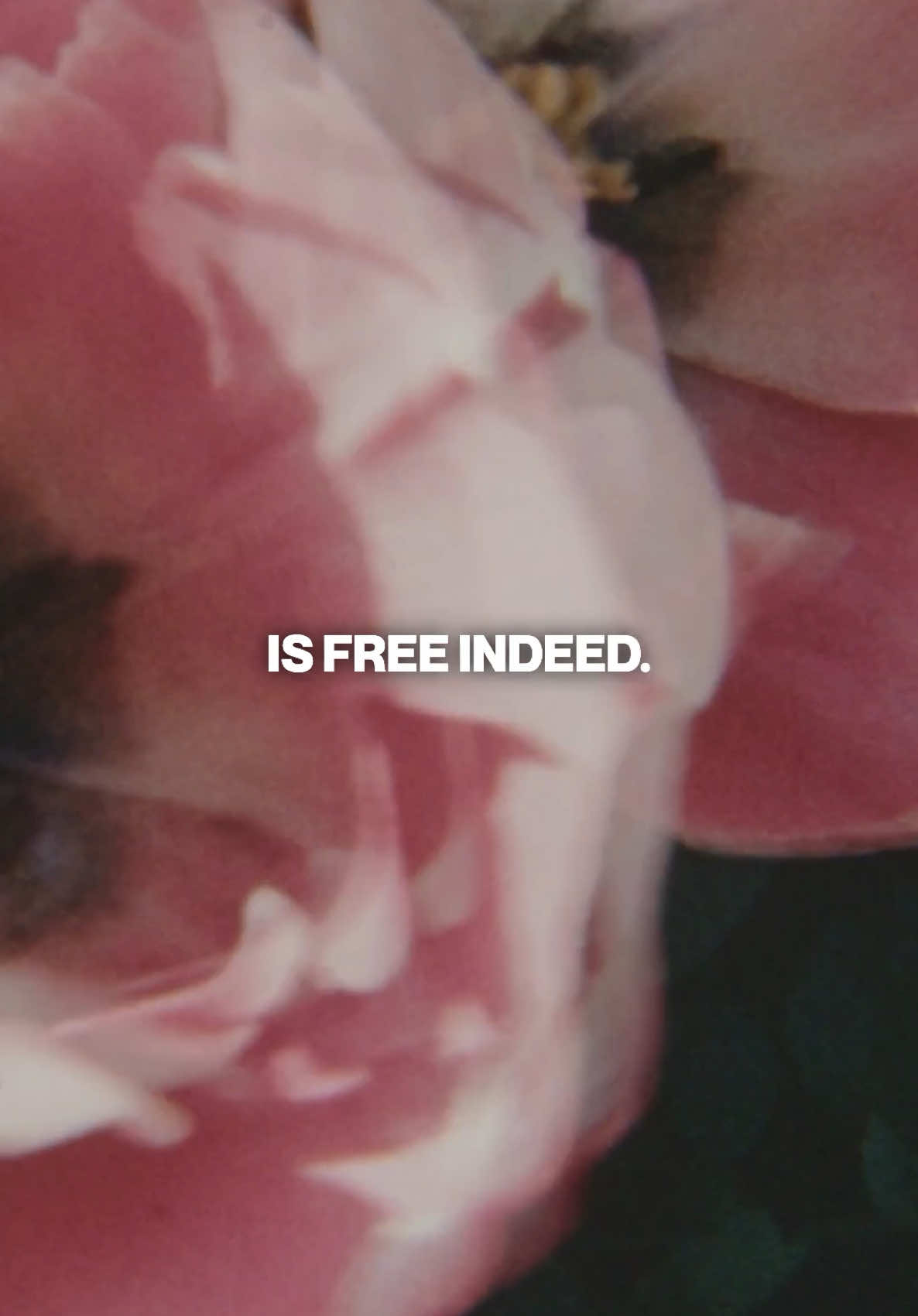 “Who the Son sets free is free indeed.