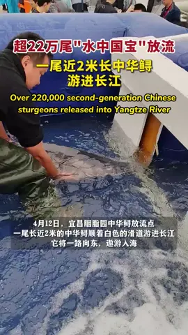 🐟🌊 Over 220,000 Chinese Sturgeons Released into the Yangtze River! 🌊🐟 On April 12, 220,000+ second-generation Chinese sturgeons were released into the Yangtze River to help restore this endangered species. 🐠💙 With sonar tags to track their journey, we can follow their migration and ensure their survival. 📡✨ Let’s cheer for these incredible creatures as they make their way back home to the sea! 🌊🌿 #ChineseSturgeon #EndangeredSpecies #WildlifeConservation #YangtzeRiver #AnimalProtection