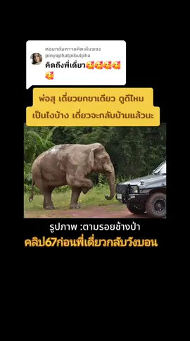 ตอบกลับ @pinyaphatpibulpha  #พลายเดี่ยวหลับ #พี่เดี่ยวหลับ #ช้างป่าเขาใหญ่ #อุทยานแห่งชาติเขาใหญ่ #คลิปเก่า #BUA 