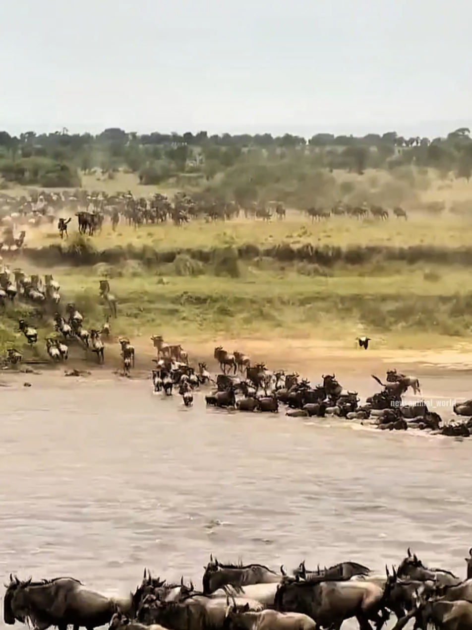 Crossing rivers is always difficult for herbivores, and wildebeests are always migrating in search of new grassy areas, each migration is a chance for other predators to get their meals such as crocodiles and lions. #wildlife #animals 