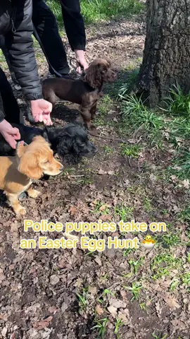 #Easter | The cutest Easter egg hunt you’ll see today! 🥹🐣  Watch as Edith, Archibald and Kipling sniff out some of their favourite treats for Easter 🐶 Who do you think found the most treats? 👀 🚨 And remember – chocolate is toxic to dogs, so keep those sweet treats safely out of paw’s reach! 🚨 #WestMidlandsPolice #PoliceUK #PoliceDog #EasterEggHunt #EggHunt 