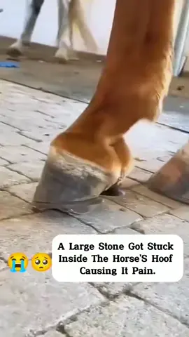 So Hurt 🥲🥲 #farrier #farrieroftiktok #hoof #hoofcare #farrierlife #horse #hoofhorse #satisfying #animal #asmr 