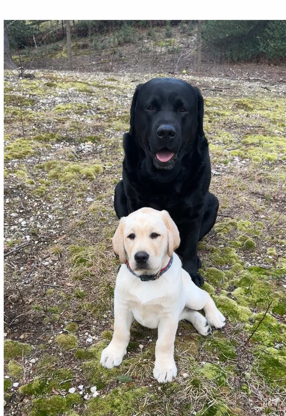 Chashel is never far from his Dad-they often times just sit together🥰🖤💛####foryoupage #foryourpage #fyp #barstoolsports #beautiful #Love #labradorretriever #dogs #voguemagazine #blacklab #yellowlab #labradorpuppy 