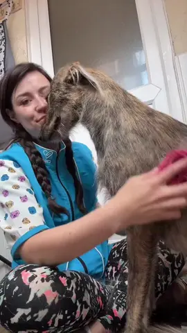 Just a girl who loves dogs (and a cuddle) 🥰 #doggroomerlife #cuddles #doggroomingvideos #gentlehands #doglove #nervousdogsoftiktok #doggroominglive 