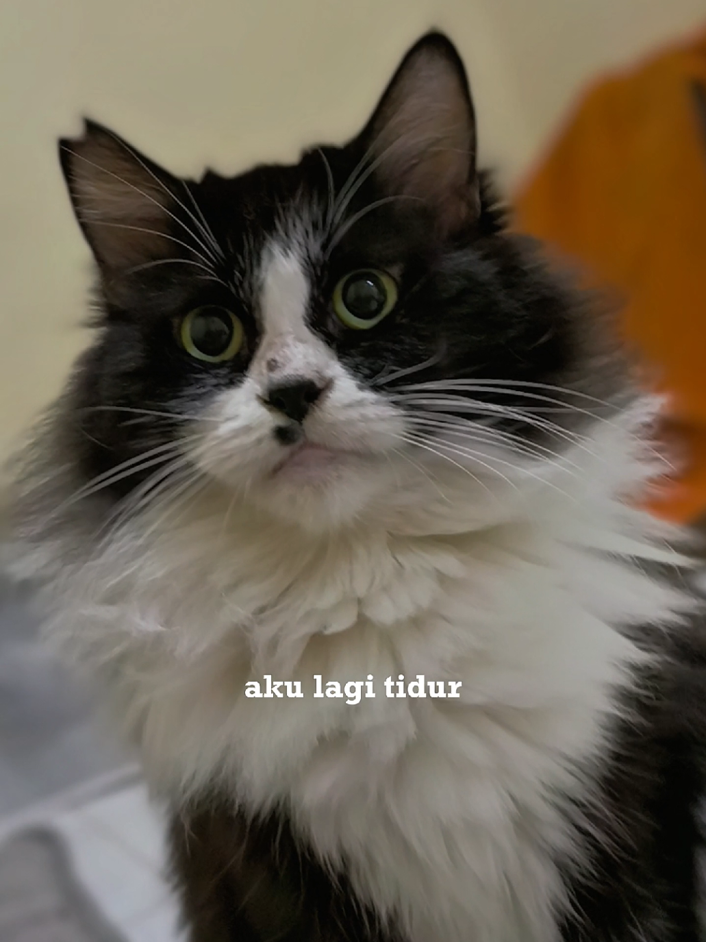 mahluk random  #cat #indonesia