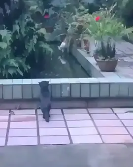 Friend or foe? 😆 tag a friend who did this to you! ——————————————————————- #funnyanimals #funnyanimalvideos #funnyanimal #cuteanimals #cuteanimal #cuteanimalplus #cuteanimalshow #cuteanimalsco #cuteanimalshot #cuteanimalvideos #cuteanimalsclub #cuteanimalsofinstagram #cuteanimalpics #cutestanimals #cutestanimal #animalcuteanimal #animalcute #funnycats #funnycat #funnycatvideos #funnycatsvideo