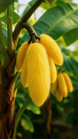AI-generated video | Fluffy fruits 💛🍏 #fluffy #fruit #surreal #cute #banana #apple #grapes #mandarin #pear #ai #yellow #aesthetic #epic #magic #nature