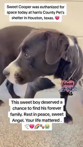 🕊💔🌈🐾😭 Cooper was 1 of 11 amazing dogs who lost their lives today at harris County Pet's shelter in Houston texas. 🕊🕊🕊🕊🕊🕊🕊🕊🕊🕊🕊 Rest in peace sweet Angels your lives mattered to so many.  🕊💔🌈🐾😭 Please follow @Rescue Dog Army. There are so many more dogs who are in danger of losing their lives at any time. 🆘️ Please help be their voice 🙏 😭  #adopt #rescue #foster #resuedogarmy #savealife #harriscountypets #euthlist #FYP #dogsoftiktok #urgentshelterd #doggo #fosteringsaveslives #houston #texas #help #urgent #hero 