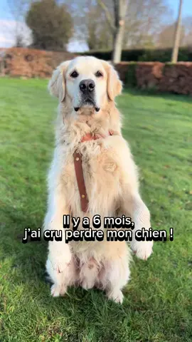Il y a 6 mois, j’ai cru perdre mon chien !  Paco a fait une crise de convulsions ! J’ai cru le perdre…je ne souhaite à personne de vivre cela. 😭 S’en est suivi des examens notamment via un scanner qui viendra confirmer l’epilepsie. Jusque là, je croise les doigts, aucune autre crise.  Avec trois chiens, je peux vous dire que je suis bien contente qu’ils soient  accompagnés par leur assurance santé Bulle Bleue. Les accidents, c’est bien connu, ça n’arrive jamais quand il faut… Mais quoi qu’il en soit on se doit de toujours assumer financièrement !  Et vous, comment faites-vous pour assumer les frais vétérinaires imprévus (accident et/ou maladie) ? #bullebleue #PetsOfTikTok #goldenretriever 