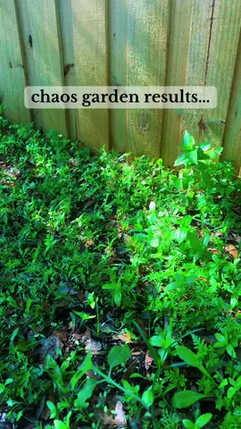 No following directions, no seed spacing. Just chaos 🤪 2 months in already lots of blooms🫶🏼🪻🌷🌻 #chaosgarden #spring #gardening #flowers #fypシ #fyp #cutflowers #flowers #florida 