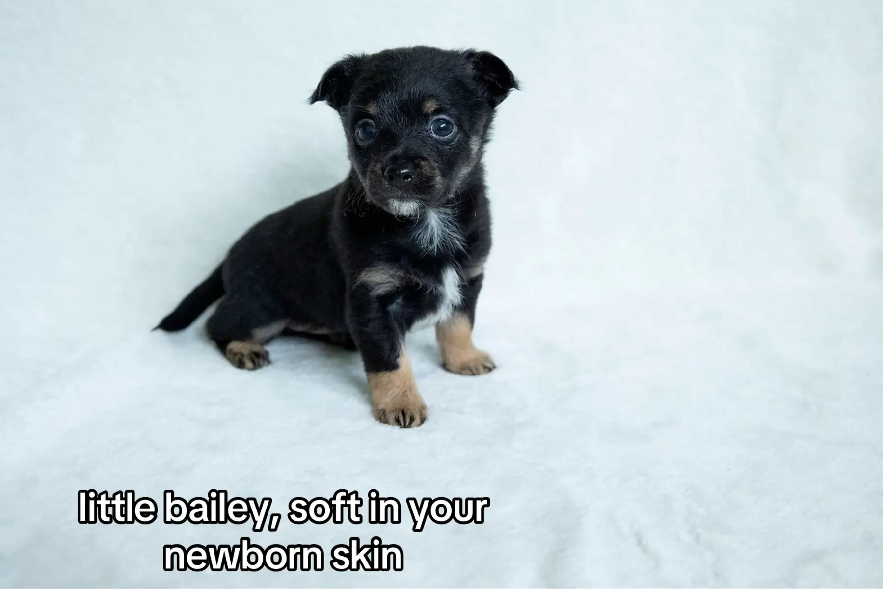 #fyp #dog #doggie 