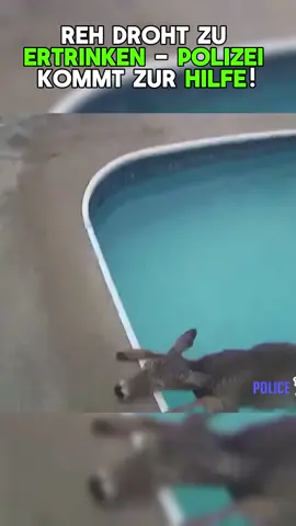 Dieses Reh hat vermutlich schon aufgegeben... Doch als die Polizei von dem Schicksal dieses Rehs erfährt, schicken sie sofort jemanden zur Rettung.  Schließlich kann das Reh aus dieser wirklich tödlich Poolfalle gerettet werden. Bei solchen herzerwärmenden Bodycam Aufnahmen ist man immer wieder froh, dass es Menschen gibt die es sich zur Aufgabe gemacht haben uns und unsere Umwelt zu schützen!   Für mehr solcher Videos abonniere meinen Kanal!  #bodycam #polizei #rettung #pool #festnahme #truecrime