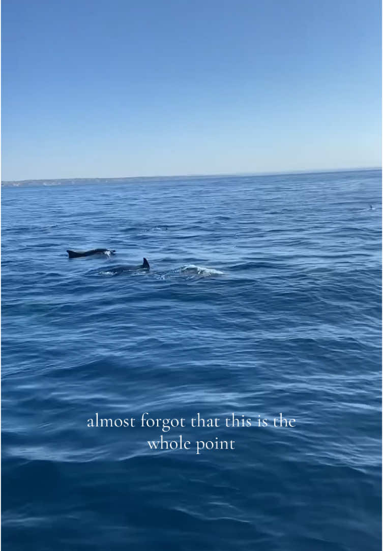 oh to be a dolphin off of the cost of Portugal #travel 