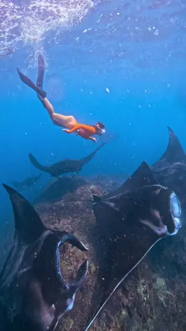 Trip manta point Nusa Penida  . . . . . #mantapoint #nusapenida #bali #freedive #mantaray #freediving #fyppppppppppppppppppppppp #photograhy #indonesia🇮🇩 #nuspen #