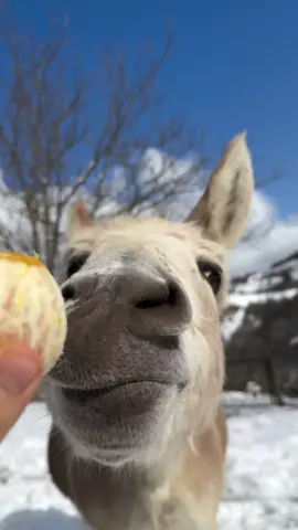 THE VIDEO YOU DIDNT KNOW YOU NEEDED ❤️ #fun #funny #smile #laugh #laughter #comedy #food #orange #donkey #animal #eating #eat #hilarious #mrfunnyman 