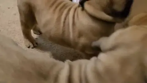 8 weeks old puppys💕🥰🐶#boerboel #puppy #cute #fypシ゚ 