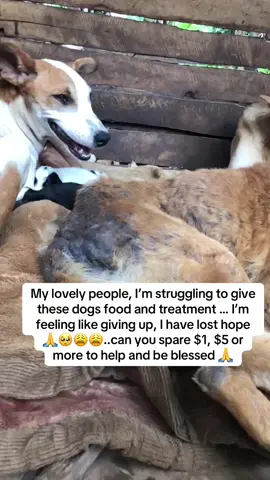 Even $1 helps.. #animallover #usa_tiktok #dogsoftiktok #doglovers #doglife #dogs #dogsoftiktok #dogmom #foryoupage #fypag #doglife 