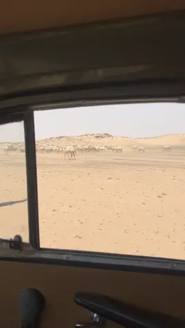 #دهامات_غازي_ابن_صوال_العرم #صيف_الجنوب #الشيابين_الدهاه #اكسبلورexplore 
