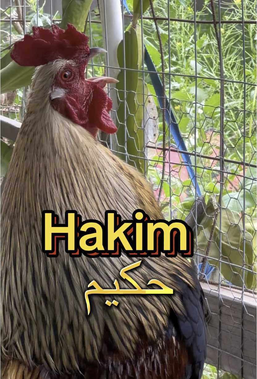 🐔🐔🐔🐔hakim🐔🐔🐔🐔🐔🐔🐔Oh Hakim🐔🐔🐔🐔🐔🐔#حكيم #hakim #hakem #hakeem #rooster #funnyvideos #memes #funnyreels #memestiktok #memesdaily 