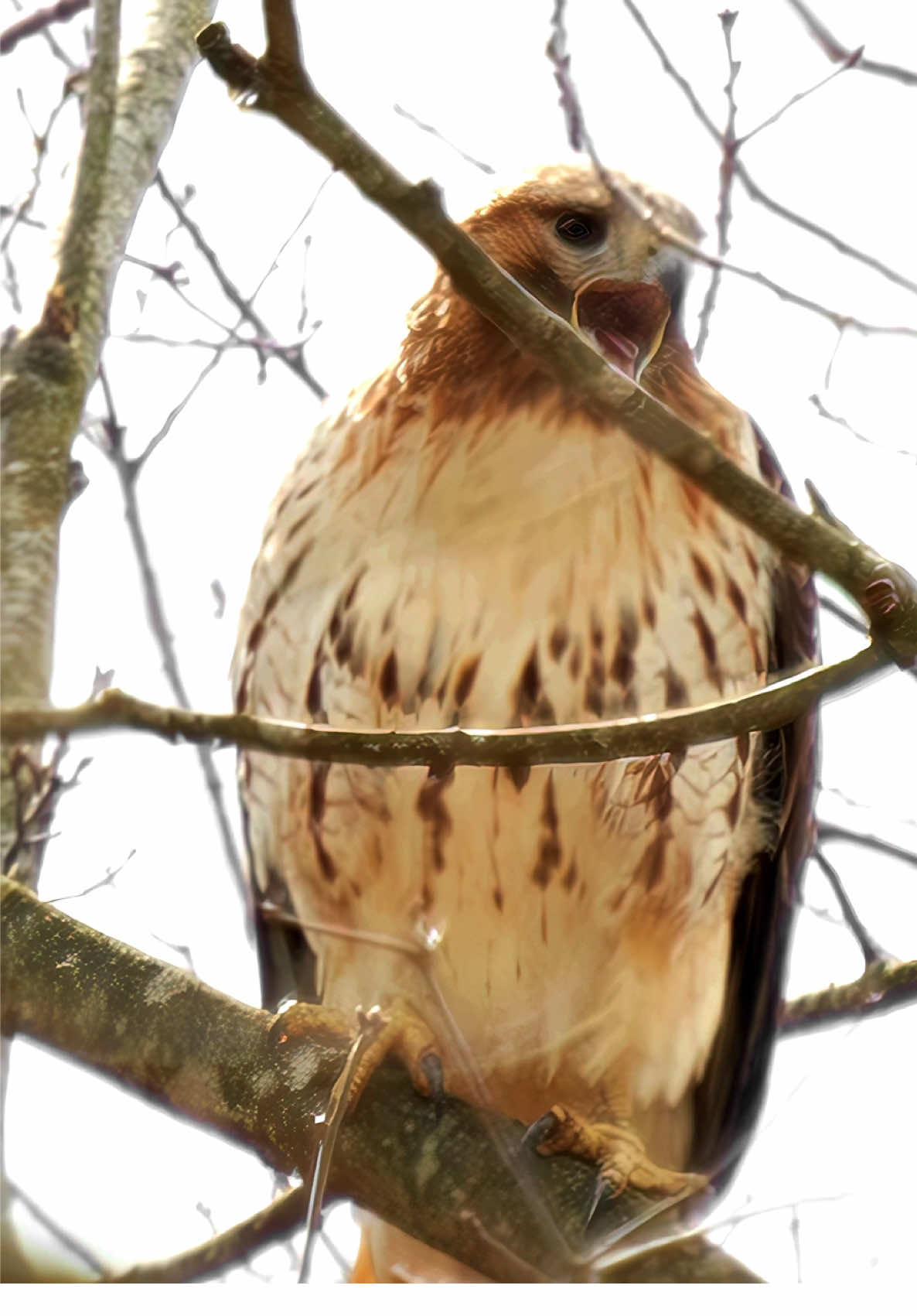 When a Hawk Screams Right Above You! #Hawk #BirdsOfPrey #Wildlife #NatureSounds #RedTailedHawk #BirdWatching #FYp #Viral