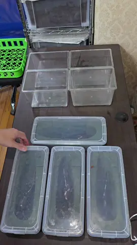 #クワカブの部屋 #作業音 