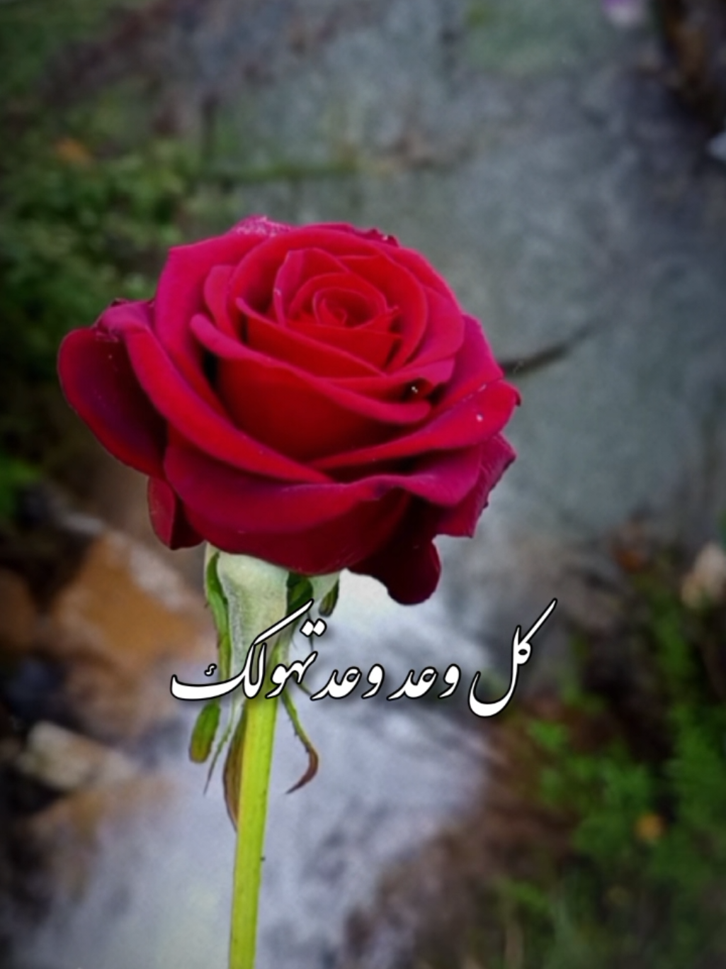 كل وعد وعدتهولك 🤍✨ #وائل_جسار #منشن #اكسبلور #لبنان #اكسبلورexplore #amazing #beautiful #roses #flowers #لايك_متابعه_اكسبلور #تصويري #lavendr81 #قوالب_كاب_كات #قوالب_كاب_كات_جاهزه_للتصميم #شاشة_سوداء🖤 #fyp #fypシ゚ #viral #trending #العراق #CapCut 