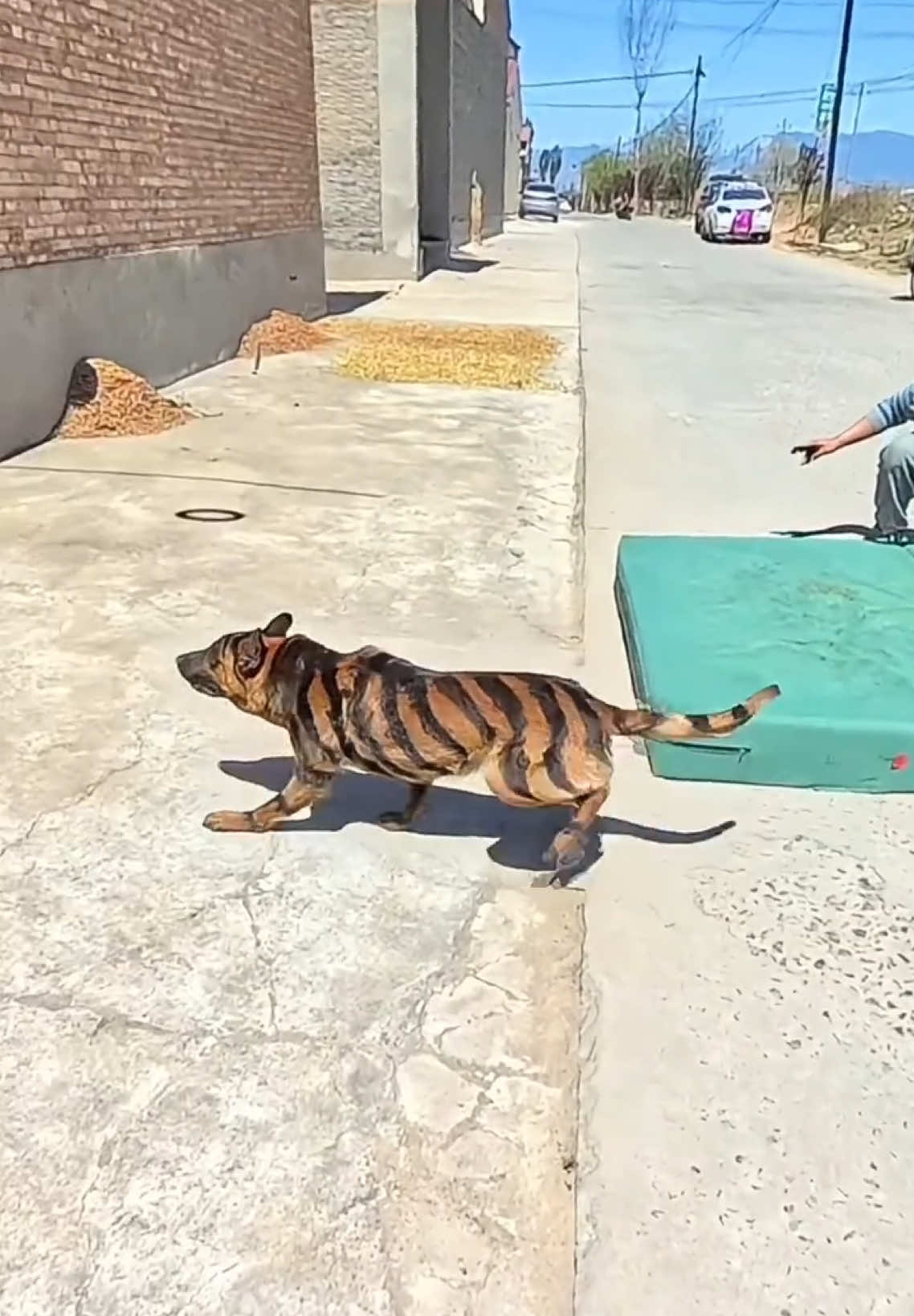 High-powered horse dog...#Pet #goodpets #Tiktok #dog #dogs #dogsoftiktok #Cute #A 