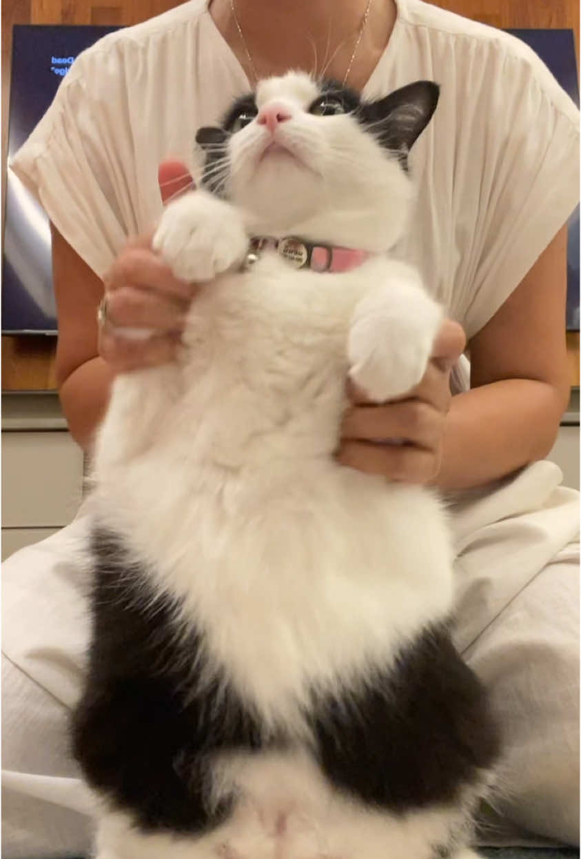 เต้นน่ารักอีกแล้ว#เทรนด์วันนี้#tranding#cat 