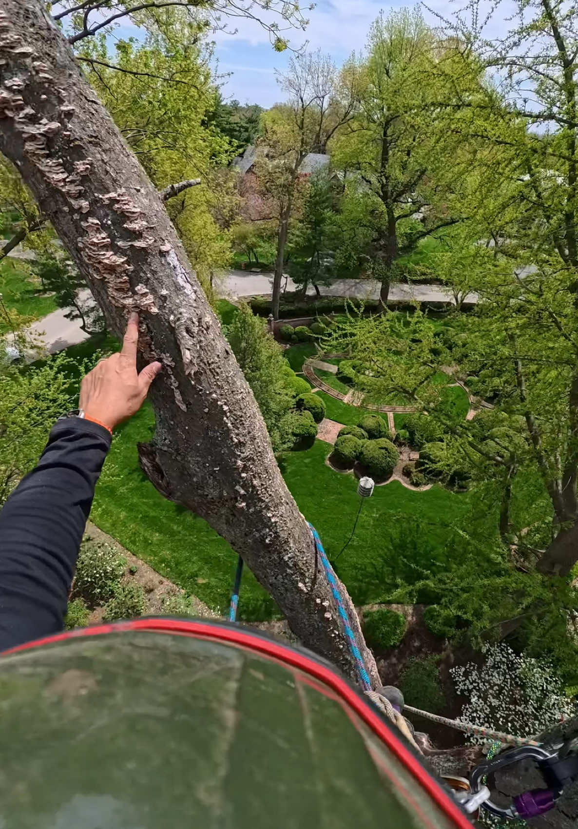 #treework #petersling #arbortec  🤙🏼🌲🌳