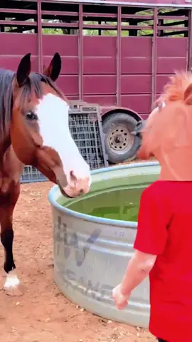 Funny horse🤣😂 #horse #horses #horsesoftiktok #funny #funnyvideos #fyp #foryoupage#usa #usa🇺🇸 