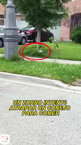 A fox wants to catch a rabbit for food#animals #Foryou #Friendship #Us