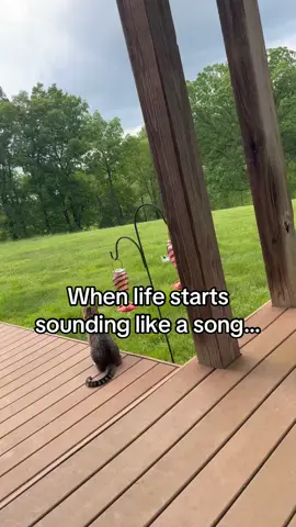 Oh hi, nice to meet ya! #creatorsearchinsights #fyp #catsoftiktok #viral 