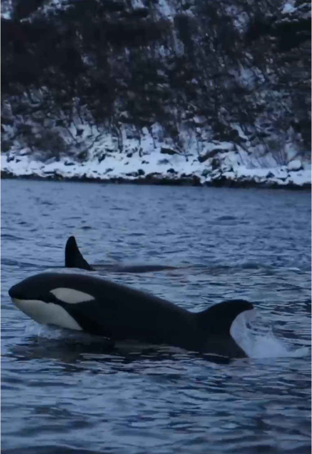 Orcas Like You’ve Never Seen Grace. Power. Intelligence. Orcas — often called ‘wolves of the sea’ — are some of the most breathtaking and intelligent creatures in the ocean. Witness this wild orca pod gliding effortlessly through the water, showcasing the beauty of marine life in its purest form. From their synchronized movements to their deep social bonds, killer whales remind us just how majestic and mysterious the ocean really is. Would you ever swim near one? #KillerWhale #orca #oceanwildlife #NatureVibes #marinelife #oceanaesthetic #animalbehavior #tiktoknature #whalewatching 