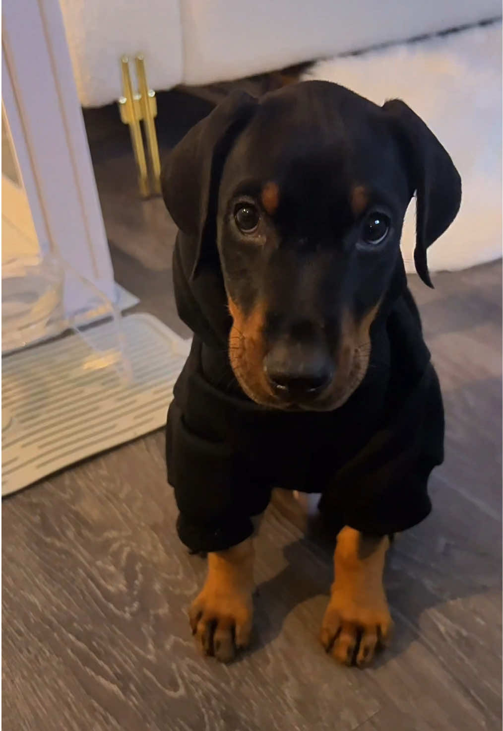 1.5 to 7.5 months is wild  #fy #fyp #doberman #dobermanpinscher #dobermans_of_tiktok #dobermanpuppy #dobermansoftiktok #dobermangang #dobermans #training