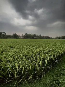 সবার বৃষ্টি পছন্দ হলেও,আমার বৃষ্টি আসার আগে কালো মেঘলা আকাশটা অনেক পছন্দ।🤍🥹 #foryouu #viral #foryoupagе #nature #natural #naturalbeauty #rain #sky #rainsky #fyp @For You House ⍟ @TikTok 
