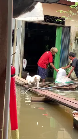 Edisi Banjir wkwk #hirosirubah #dogsoftiktok #dogsofttiktok #dog #anjinglucu #anjingpintar #anjingtiktok🐶 #anjingviral #anjinggemoy #minipom #minipomeranian #pomeranian  