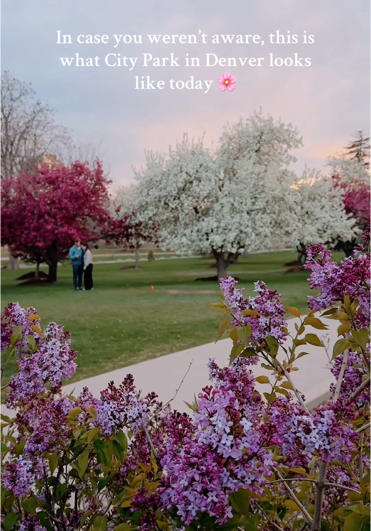 If you haven’t been to City Park in Denver this week, you’re missing out on these gorgeous spring flowers. 🥹🌸 The park is absolutely stunning, and these beautiful blooms won’t last long, so be sure to go visit soon. #hifromdenver #denvercolorado #thingstodoindenver Cherry blossoms Denver flowers spring