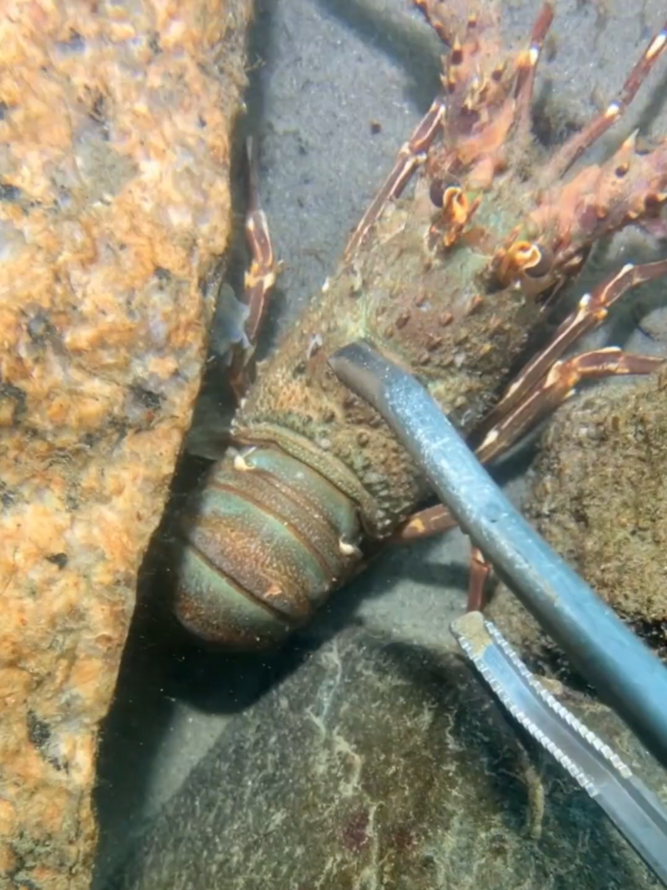 #diving #crab #catchthesea #seaside #seafood #fish #eel #lobster #seangsolofishing