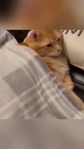 #funnyanimals #cuteanimals #pets #fyp 