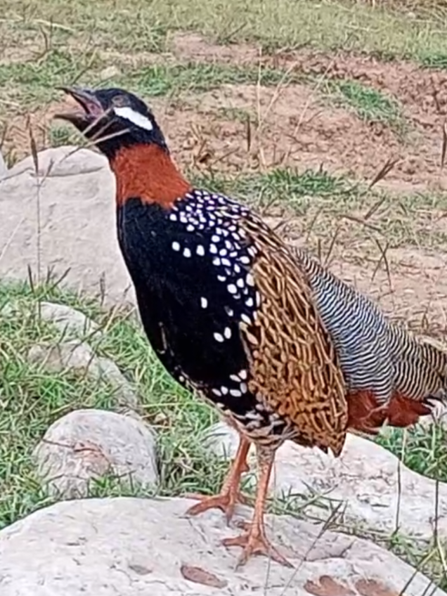 kala Teetar ki awaz black francolin sounds کالے تیتر کی آواز ویڈیو #kalateetar #kalateetarkiawaz #blackpink #teetarawaz #teetarkiawaz #teetarsound #viralvideo #millionviews 