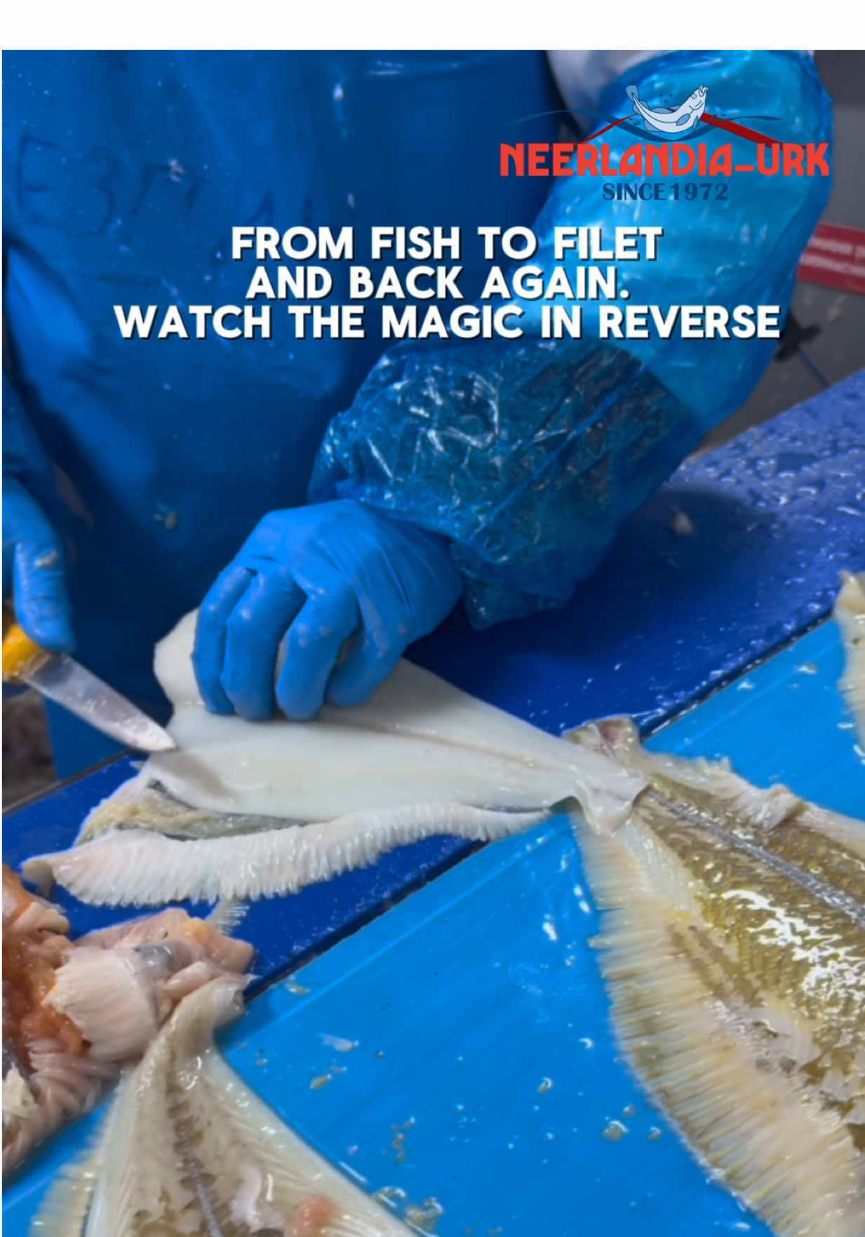 Even reversed you can see the quality! This is North Sea plaice at its best.  #neerlandia #urk #plaice #reverse #fishindustry #filleting  