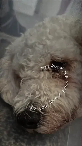 https://www.gofundme.com/f/lunas-post-attack-vets-bills.  Luna and Bella were attacked by the same dog. He has attacked 6 little dogs in the same park. 