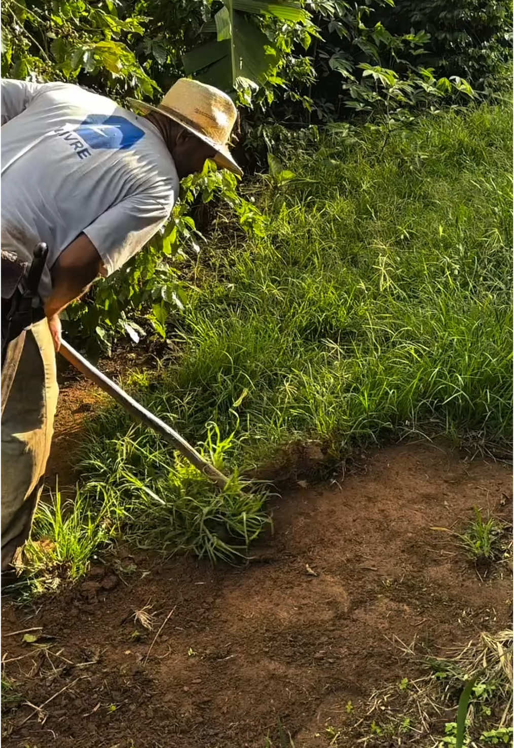 Cangkul baja tajam #cangkul #cangkulrumput #cangkulbaja 